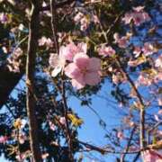 ヒメ日記 2025/03/11 22:50 投稿 ゆめピュアな素人美女 ラヴァーズ