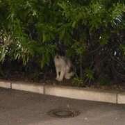 ヒメ日記 2025/07/29 08:54 投稿 菜月理亜 ハールブルク