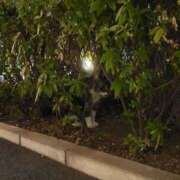 ヒメ日記 2025/08/26 23:41 投稿 菜月理亜 ハールブルク