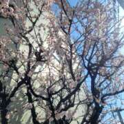 ヒメ日記 2026/02/24 10:32 投稿 菜月理亜 ハールブルク