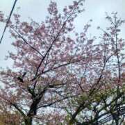 ヒメ日記 2026/04/01 15:37 投稿 菜月理亜 ハールブルク