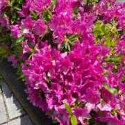 ヒメ日記 2025/05/03 12:24 投稿 榛之もも 日暮里ド淫乱倶楽部