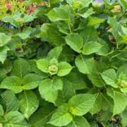 ヒメ日記 2025/05/10 12:24 投稿 榛之もも 日暮里ド淫乱倶楽部