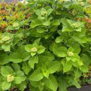 ヒメ日記 2025/05/17 13:15 投稿 榛之もも 日暮里ド淫乱倶楽部