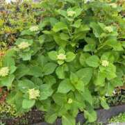 ヒメ日記 2025/05/20 14:44 投稿 榛之もも 日暮里ド淫乱倶楽部