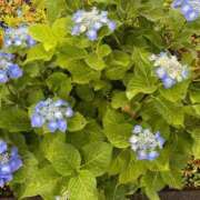 ヒメ日記 2025/06/03 14:34 投稿 榛之もも 日暮里ド淫乱倶楽部