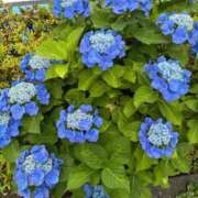 ヒメ日記 2025/06/13 14:24 投稿 榛之もも 日暮里ド淫乱倶楽部