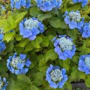 ヒメ日記 2025/06/17 14:34 投稿 榛之もも 日暮里ド淫乱倶楽部