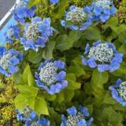 ヒメ日記 2025/06/18 14:24 投稿 榛之もも 日暮里ド淫乱倶楽部