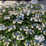 ヒメ日記 2025/06/24 14:44 投稿 榛之もも 日暮里ド淫乱倶楽部