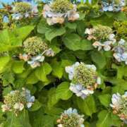 ヒメ日記 2025/06/27 14:44 投稿 榛之もも 日暮里ド淫乱倶楽部