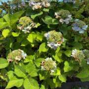 ヒメ日記 2025/06/28 12:24 投稿 榛之もも 日暮里ド淫乱倶楽部