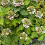 ヒメ日記 2025/07/01 13:24 投稿 榛之もも 日暮里ド淫乱倶楽部