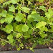 ヒメ日記 2025/07/05 12:24 投稿 榛之もも 日暮里ド淫乱倶楽部