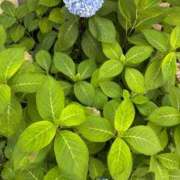 ヒメ日記 2025/07/09 15:05 投稿 榛之もも 日暮里ド淫乱倶楽部