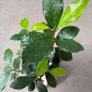 ヒメ日記 2025/07/12 11:34 投稿 榛之もも 日暮里ド淫乱倶楽部