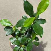 ヒメ日記 2025/07/15 12:09 投稿 榛之もも 日暮里ド淫乱倶楽部