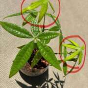 ヒメ日記 2025/07/22 12:24 投稿 榛之もも 日暮里ド淫乱倶楽部