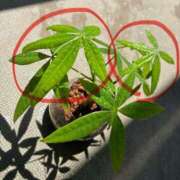 ヒメ日記 2025/07/26 11:14 投稿 榛之もも 日暮里ド淫乱倶楽部