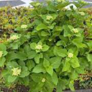 ヒメ日記 2025/07/30 15:15 投稿 榛之もも 日暮里ド淫乱倶楽部