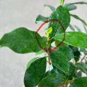 ヒメ日記 2025/08/13 12:17 投稿 榛之もも 日暮里ド淫乱倶楽部