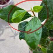 ヒメ日記 2025/08/20 12:13 投稿 榛之もも 日暮里ド淫乱倶楽部