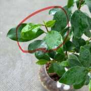 ヒメ日記 2025/08/23 11:14 投稿 榛之もも 日暮里ド淫乱倶楽部