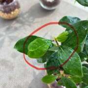 ヒメ日記 2025/08/26 12:16 投稿 榛之もも 日暮里ド淫乱倶楽部