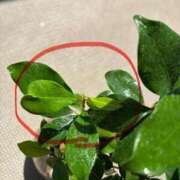 ヒメ日記 2025/08/27 12:44 投稿 榛之もも 日暮里ド淫乱倶楽部