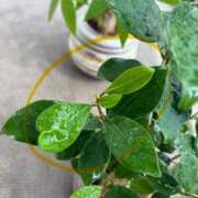 ヒメ日記 2025/08/29 12:07 投稿 榛之もも 日暮里ド淫乱倶楽部