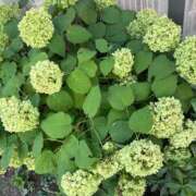 ヒメ日記 2025/08/29 14:44 投稿 榛之もも 日暮里ド淫乱倶楽部