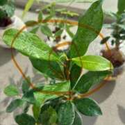 ヒメ日記 2025/09/03 12:04 投稿 榛之もも 日暮里ド淫乱倶楽部