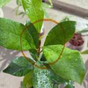 ヒメ日記 2025/09/06 13:14 投稿 榛之もも 日暮里ド淫乱倶楽部