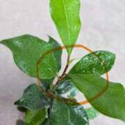 ヒメ日記 2025/09/09 15:20 投稿 榛之もも 日暮里ド淫乱倶楽部