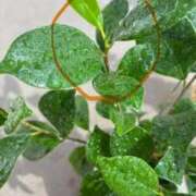 ヒメ日記 2025/09/17 12:15 投稿 榛之もも 日暮里ド淫乱倶楽部