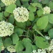 ヒメ日記 2025/09/26 15:21 投稿 榛之もも 日暮里ド淫乱倶楽部