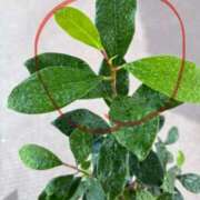 ヒメ日記 2025/10/08 12:23 投稿 榛之もも 日暮里ド淫乱倶楽部