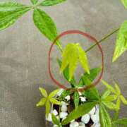 ヒメ日記 2025/10/11 12:44 投稿 榛之もも 日暮里ド淫乱倶楽部