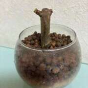 ヒメ日記 2025/11/18 12:24 投稿 榛之もも 日暮里ド淫乱倶楽部