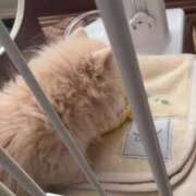 ヒメ日記 2026/05/24 22:48 投稿 じゅり 俺のKissリフレ