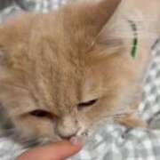ヒメ日記 2026/05/27 15:48 投稿 じゅり 俺のKissリフレ