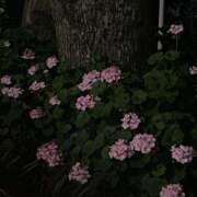 ヒメ日記 2025/06/11 18:29 投稿 なな 虹色メロンパイ 横浜店