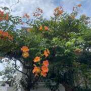 ヒメ日記 2025/09/01 11:34 投稿 なな 虹色メロンパイ 横浜店