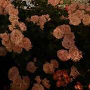 ヒメ日記 2026/05/20 15:40 投稿 なな 虹色メロンパイ 横浜店