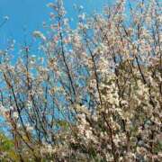 ヒメ日記 2025/03/29 09:21 投稿 あすか 渋谷蘭の会