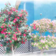 ヒメ日記 2026/04/14 18:42 投稿 るり 若妻淫乱倶楽部 久喜店