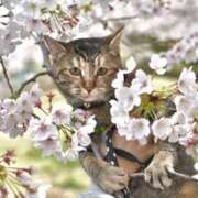 ヒメ日記 2025/04/01 12:06 投稿 葉桜 熟女の風俗最終章 横浜本店