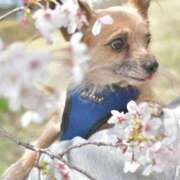 ヒメ日記 2025/04/01 12:04 投稿 葉桜 熟女の風俗最終章 横浜本店