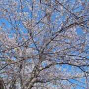 ヒメ日記 2025/03/29 15:30 投稿 ふわり エスッテ×エスッテ