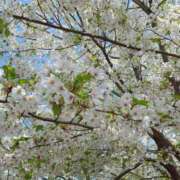 ヒメ日記 2025/04/07 12:38 投稿 ふわり エスッテ×エスッテ